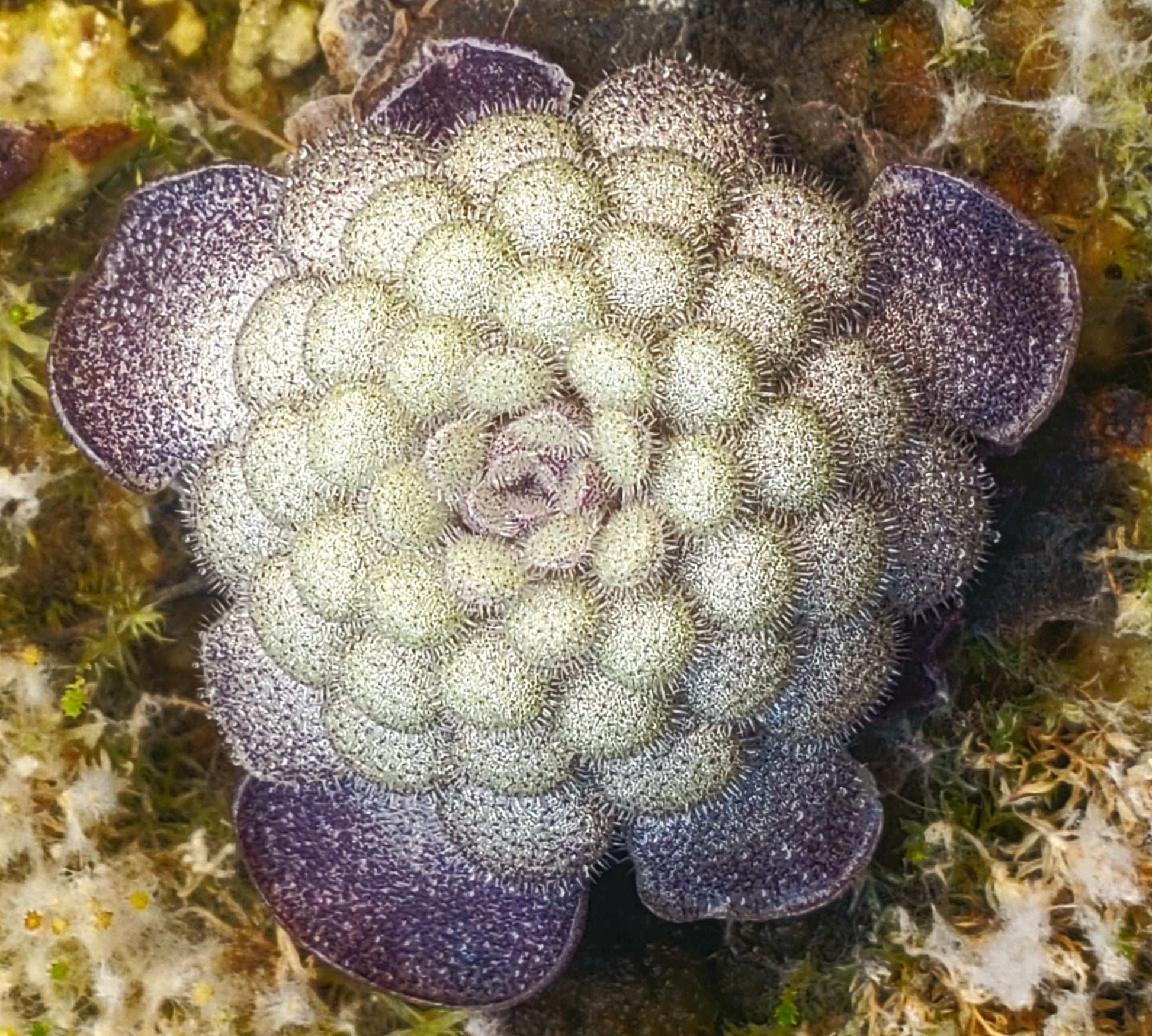 Pinguicula cyclosecta