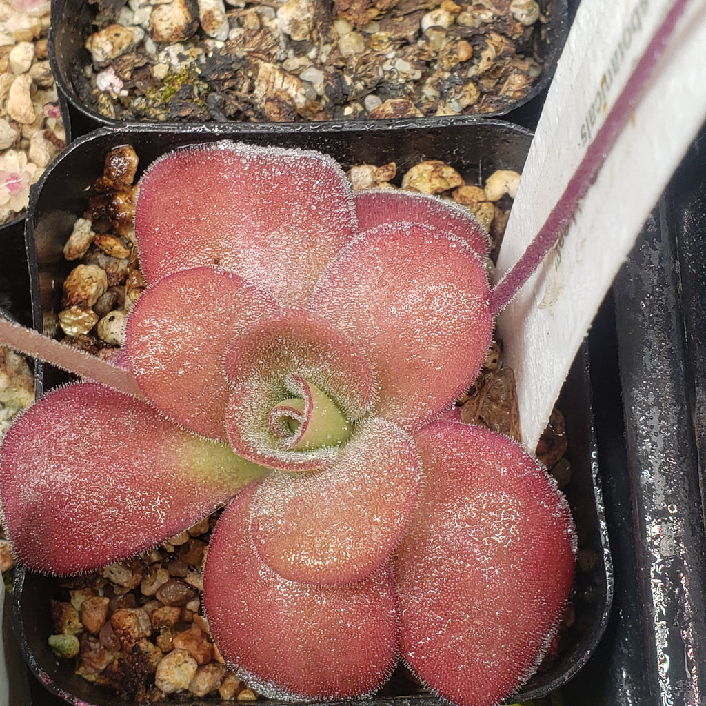 Pinguicula agnata Red Leaf