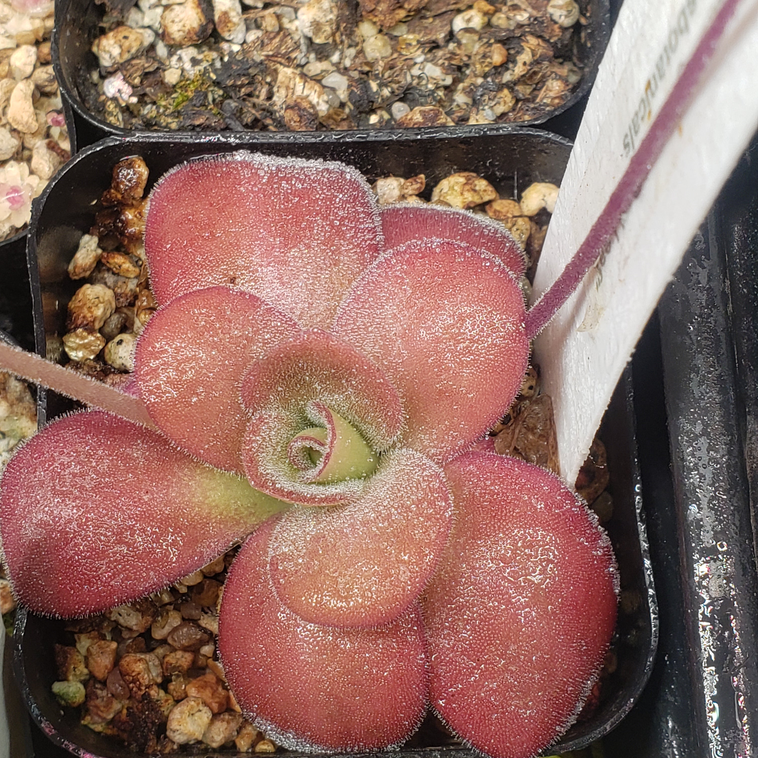 Pinguicula agnata Red Leaf