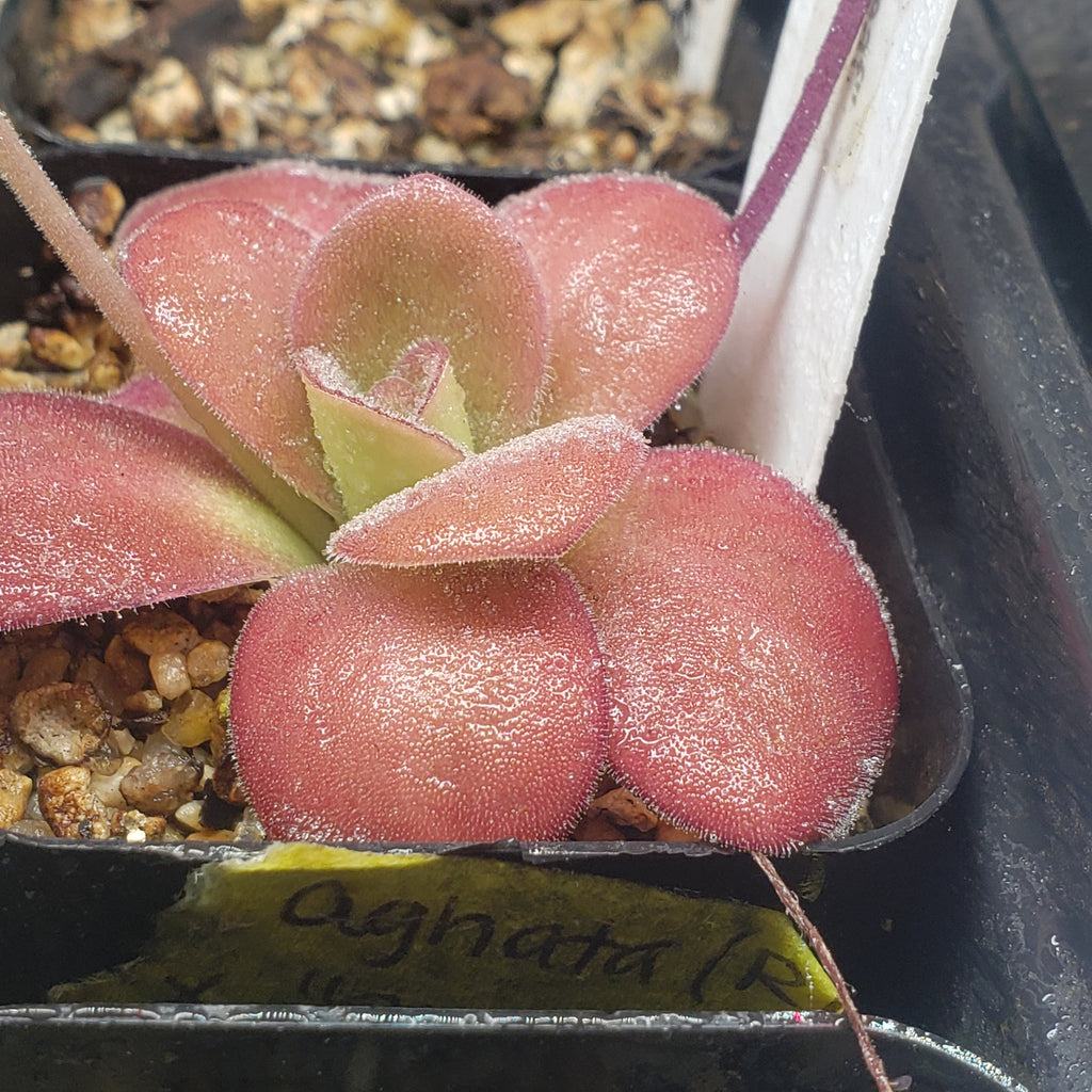 Pinguicula agnata Red Leaf