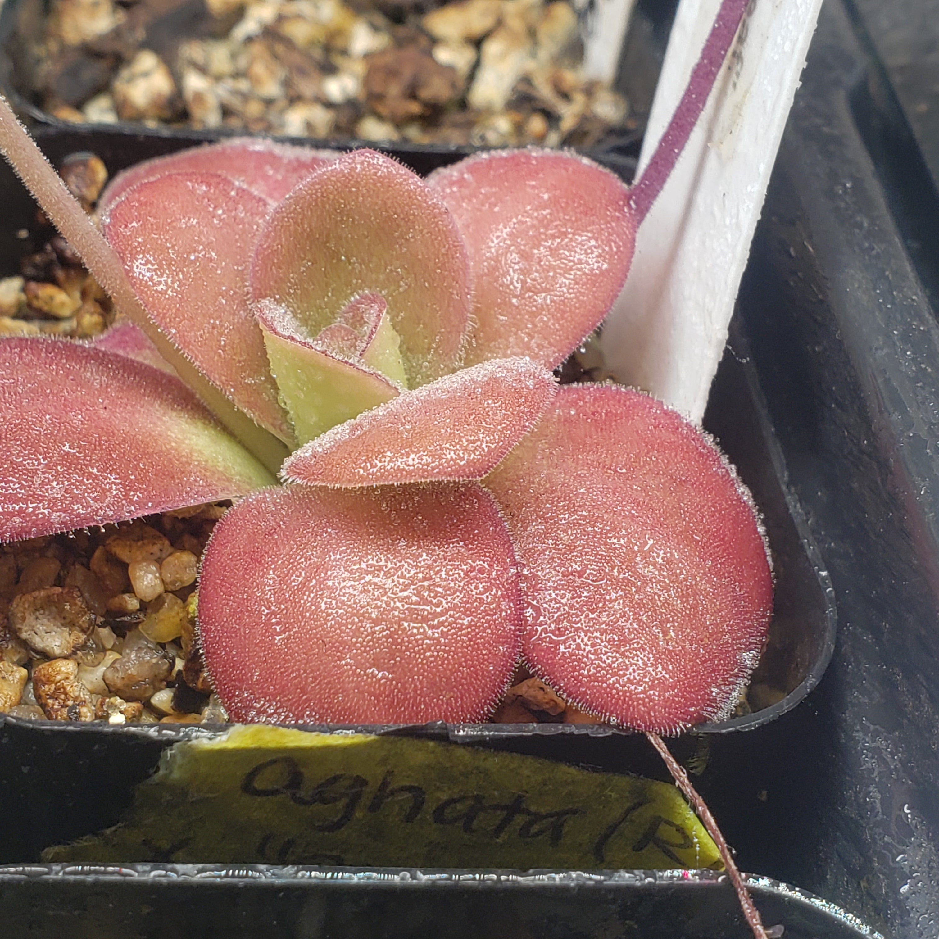 Pinguicula agnata Red Leaf