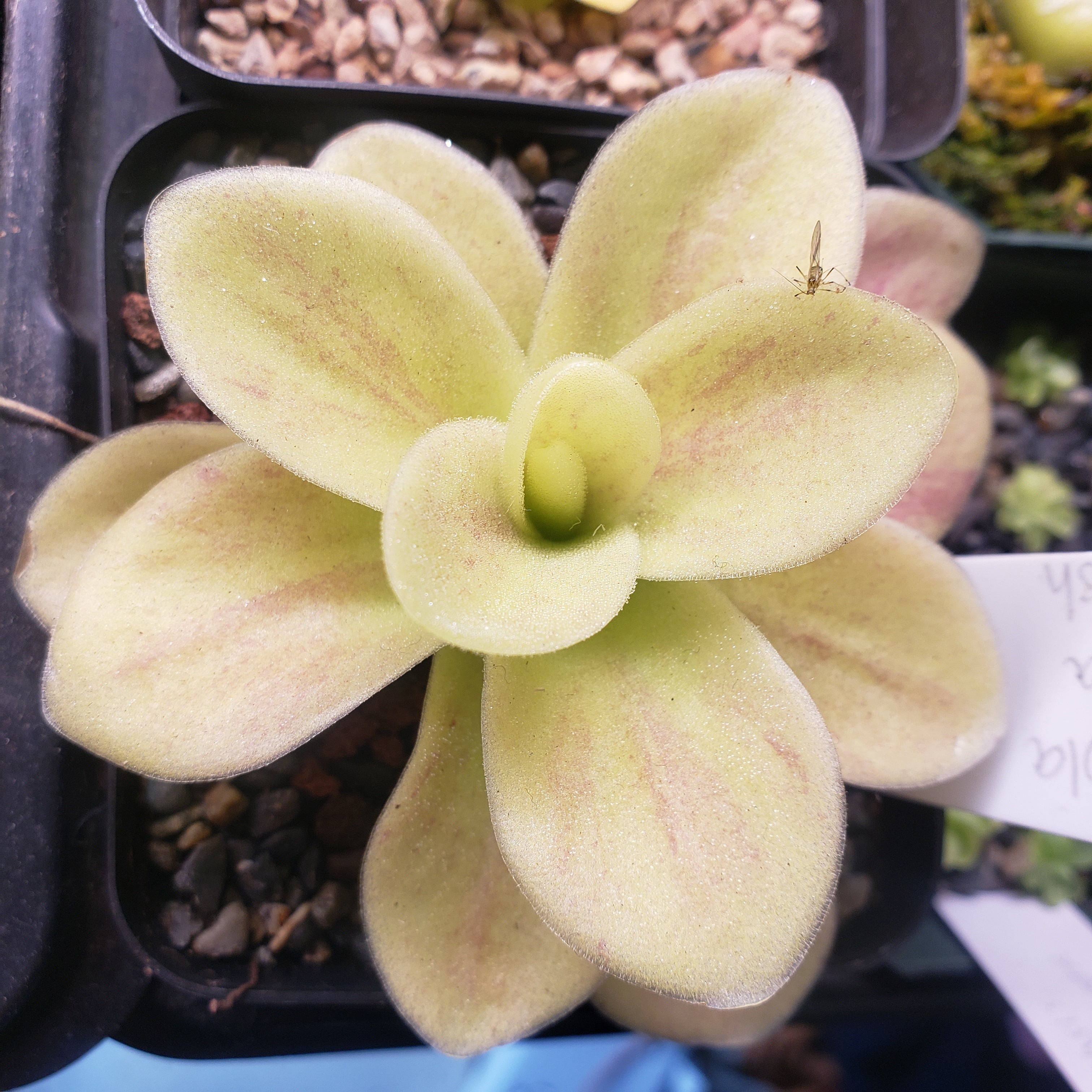 Pinguicula gigantea Red Flush