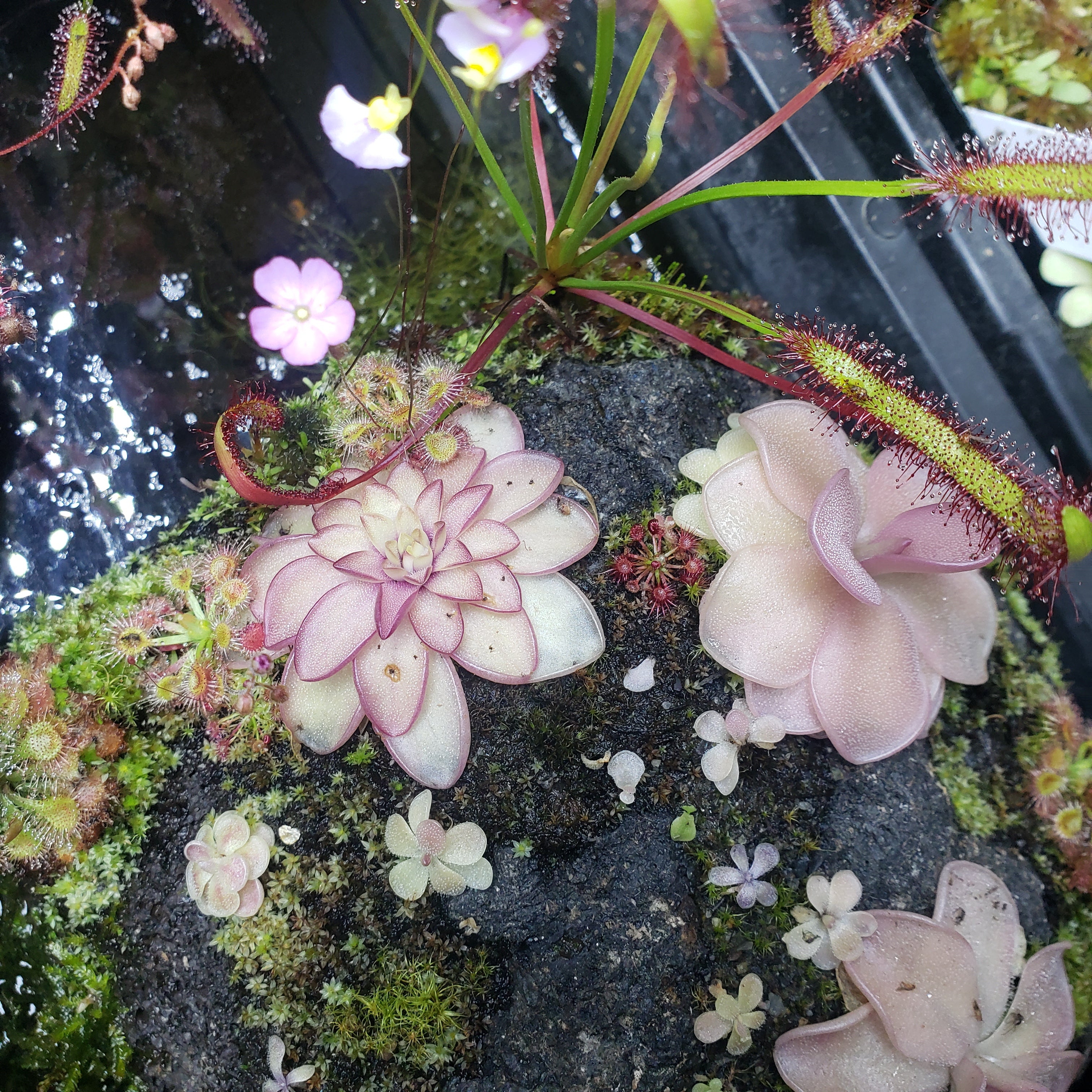 Lava Rock Carnivorous Plant Bundle
