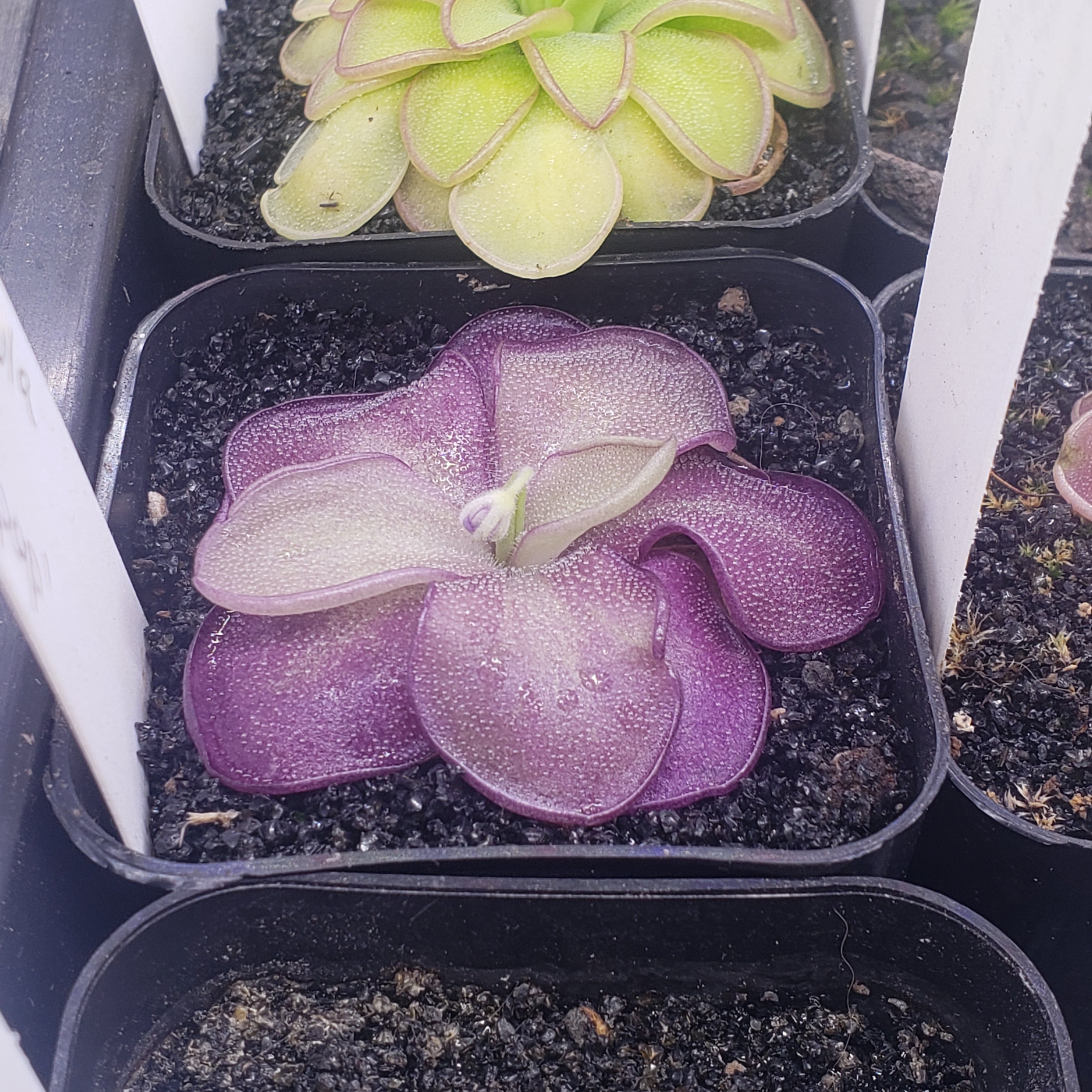 Pinguicula 'Lilac Lollipop'