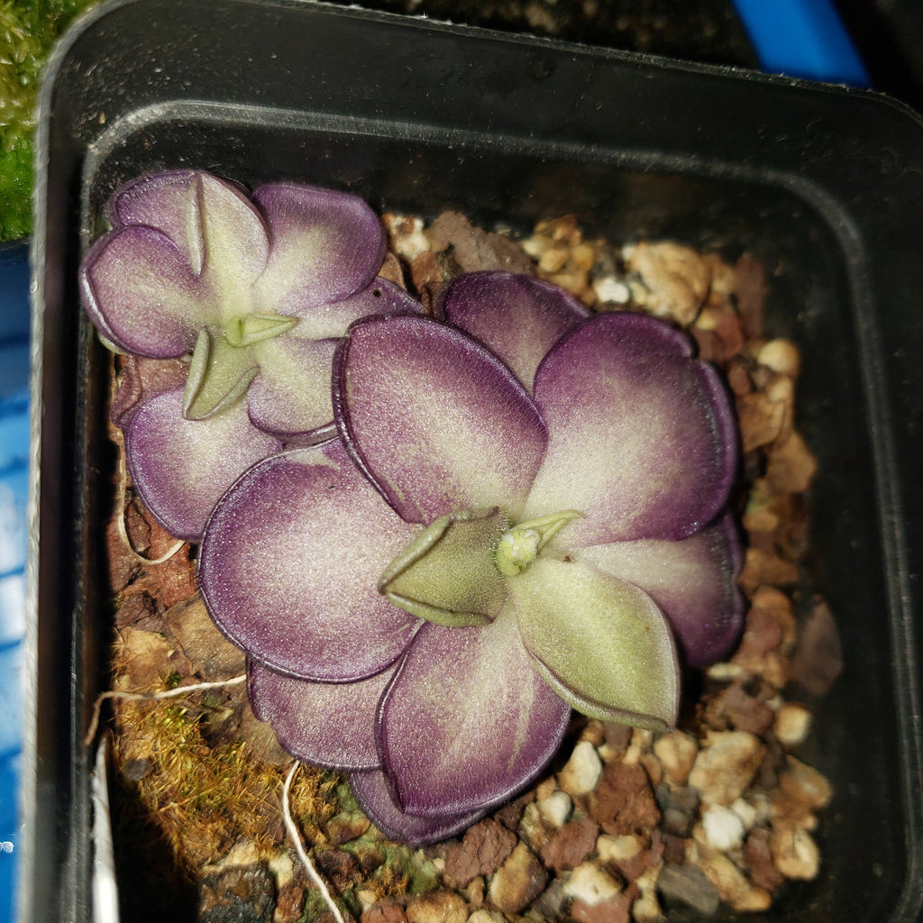 Pinguicula 'Lilac Lollipop'