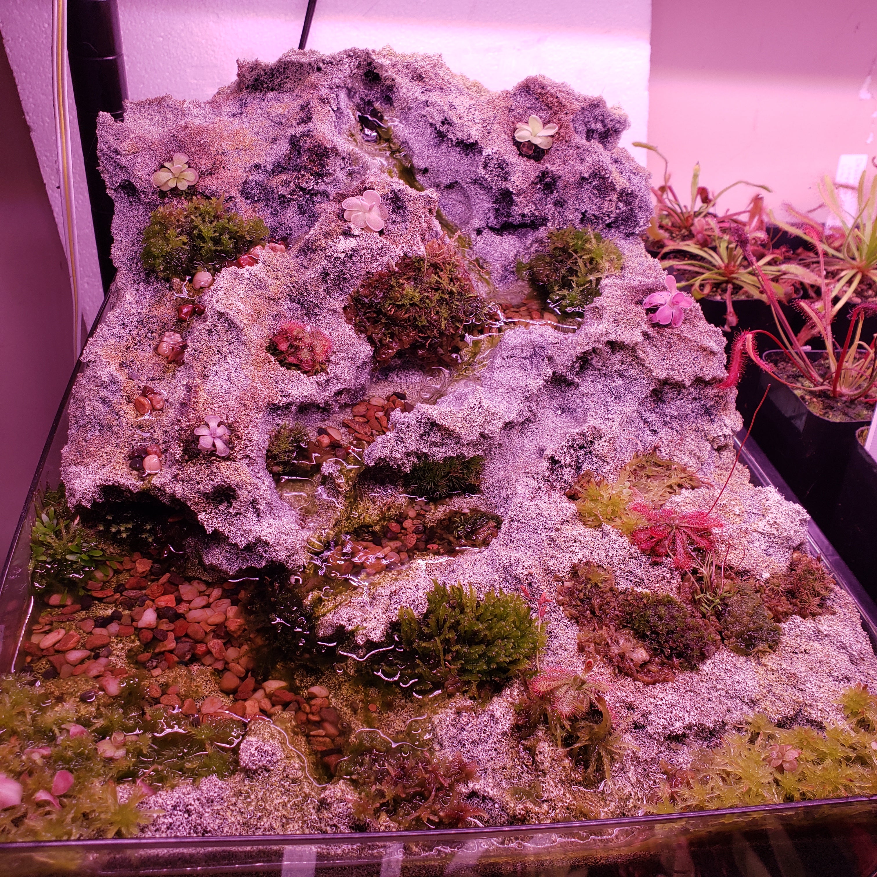 Carnivorous Plant Foam Kit